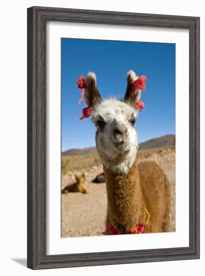 Domesticated Llama, Argentina--Framed Photographic Print