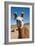 Domesticated Llama, Argentina-null-Framed Photographic Print