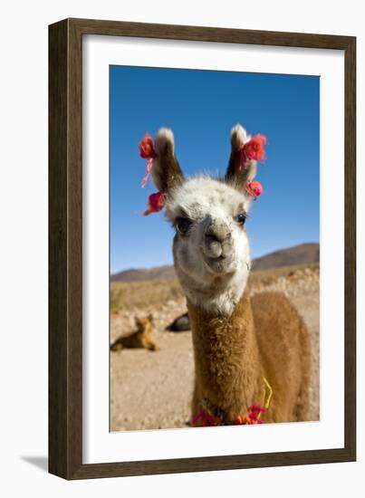 Domesticated Llama, Argentina--Framed Photographic Print