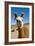 Domesticated Llama, Argentina-null-Framed Photographic Print