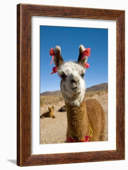 Domesticated Llama, Argentina-null-Framed Photographic Print