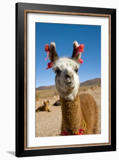 Domesticated Llama, Argentina--Framed Photographic Print