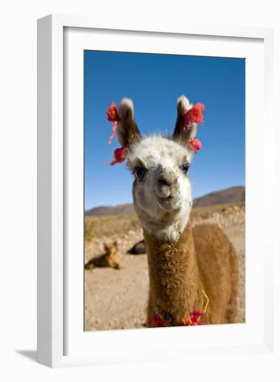 Domesticated Llama, Argentina-null-Framed Photographic Print