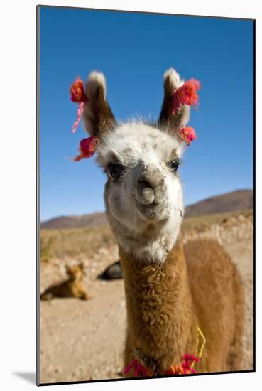 Domesticated Llama, Argentina-null-Mounted Photographic Print
