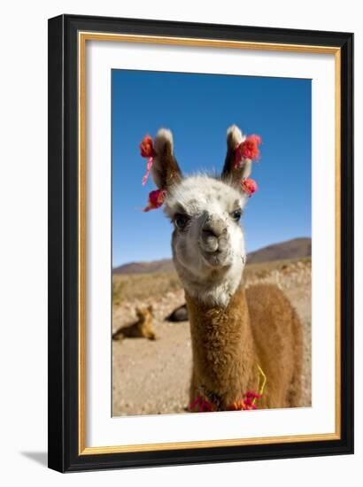 Domesticated Llama, Argentina--Framed Photographic Print