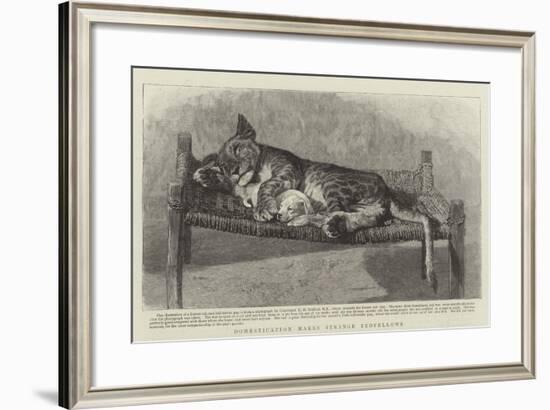 Domestication Makes Strange Bedfellows-null-Framed Giclee Print