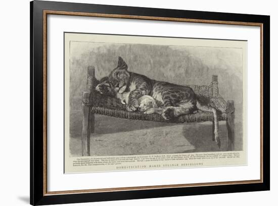 Domestication Makes Strange Bedfellows-null-Framed Giclee Print