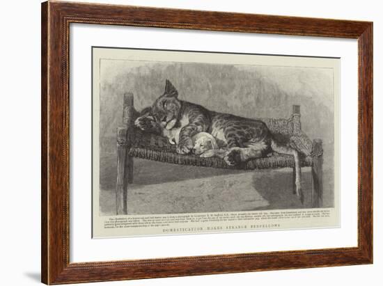 Domestication Makes Strange Bedfellows-null-Framed Giclee Print