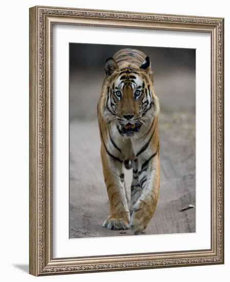 Dominant Male Indian Tiger, Bandhavgarh National Park, Madhya Pradesh State, India-Milse Thorsten-Framed Photographic Print