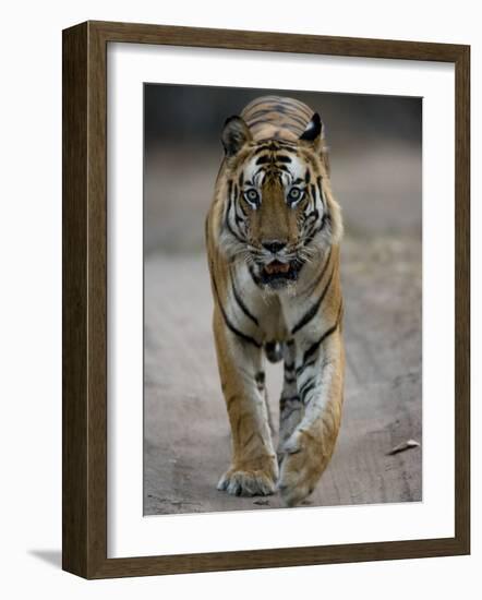 Dominant Male Indian Tiger, Bandhavgarh National Park, Madhya Pradesh State, India-Milse Thorsten-Framed Photographic Print