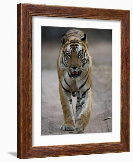 Dominant Male Indian Tiger, Bandhavgarh National Park, Madhya Pradesh State, India-Milse Thorsten-Framed Photographic Print