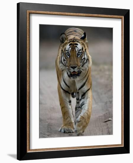 Dominant Male Indian Tiger, Bandhavgarh National Park, Madhya Pradesh State, India-Milse Thorsten-Framed Photographic Print