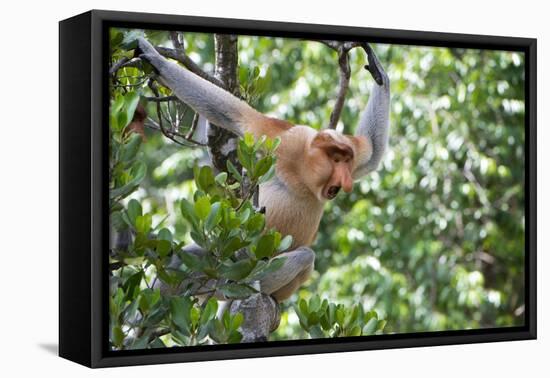 Dominant Male Proboscis Monkey (Nasalis Larvatus)-Louise Murray-Framed Premier Image Canvas