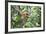 Dominant Male Proboscis Monkey (Nasalis Larvatus)-Louise Murray-Framed Photographic Print