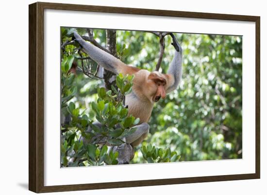 Dominant Male Proboscis Monkey (Nasalis Larvatus)-Louise Murray-Framed Photographic Print