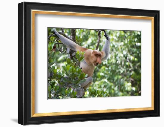 Dominant Male Proboscis Monkey (Nasalis Larvatus)-Louise Murray-Framed Photographic Print
