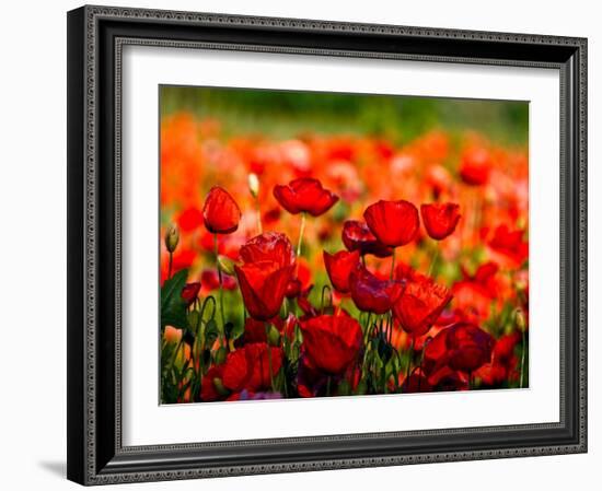 Dominante rossa-Fulvio Ferrua-Framed Art Print