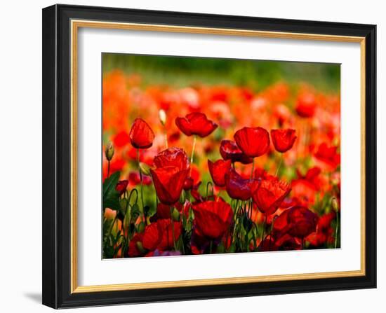 Dominante rossa-Fulvio Ferrua-Framed Art Print