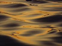 Silhouette of African Trees at Sunrise, Uganda, East Africa, Africa-Dominic Harcourt-webster-Photographic Print