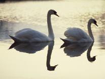 Two Swans on Water at Dusk, Dorset, England, United Kingdom, Europe-Dominic Harcourt-webster-Framed Photographic Print