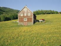 Barn in Rape Field in Summer, Lofoten, Nordland, Arctic Norway, Scandinavia, Europe-Dominic Webster-Photographic Print