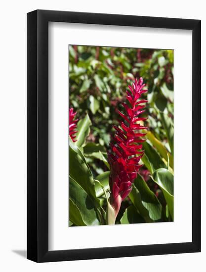 Dominica, Caribbean-Sergio Pitamitz-Framed Photographic Print