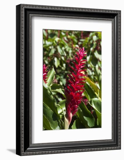 Dominica, Caribbean-Sergio Pitamitz-Framed Photographic Print