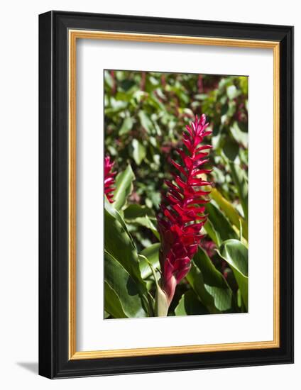 Dominica, Caribbean-Sergio Pitamitz-Framed Photographic Print