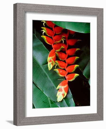Dominica, Papillote Wilderness Retreat, Close-Up of Heliconia-null-Framed Photographic Print