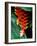 Dominica, Papillote Wilderness Retreat, Close-Up of Heliconia-null-Framed Photographic Print