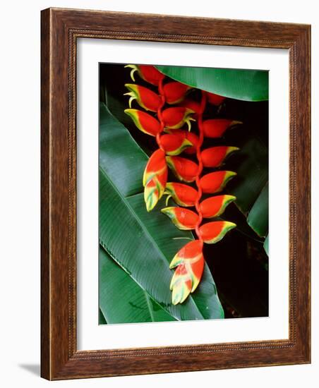 Dominica, Papillote Wilderness Retreat, Close-Up of Heliconia-null-Framed Photographic Print