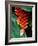 Dominica, Papillote Wilderness Retreat, Close-Up of Heliconia-null-Framed Photographic Print