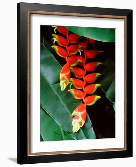 Dominica, Papillote Wilderness Retreat, Close-Up of Heliconia-null-Framed Photographic Print