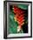 Dominica, Papillote Wilderness Retreat, Close-Up of Heliconia-null-Framed Photographic Print