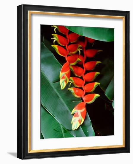 Dominica, Papillote Wilderness Retreat, Close-Up of Heliconia-null-Framed Photographic Print