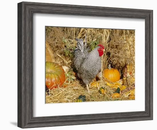 Dominique Breed of Domestic Chicken, Cock with Vegetables., USA-Lynn M. Stone-Framed Premium Photographic Print