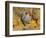 Dominique Breed of Domestic Chicken, Cock with Vegetables., USA-Lynn M. Stone-Framed Premium Photographic Print