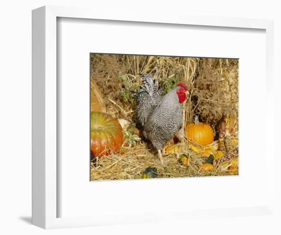 Dominique Breed of Domestic Chicken, Cock with Vegetables., USA-Lynn M. Stone-Framed Premium Photographic Print