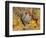 Dominique Breed of Domestic Chicken, Cock with Vegetables., USA-Lynn M. Stone-Framed Premium Photographic Print