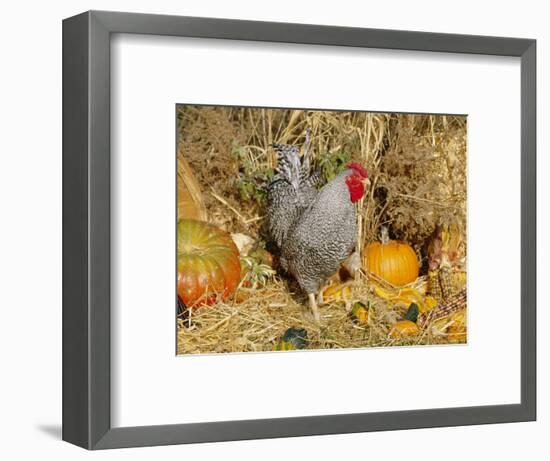 Dominique Breed of Domestic Chicken, Cock with Vegetables., USA-Lynn M. Stone-Framed Premium Photographic Print