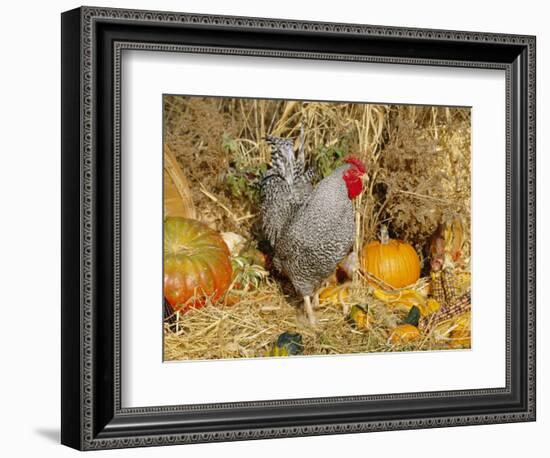 Dominique Breed of Domestic Chicken, Cock with Vegetables., USA-Lynn M. Stone-Framed Premium Photographic Print