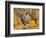 Dominique Breed of Domestic Chicken, Cock with Vegetables., USA-Lynn M. Stone-Framed Premium Photographic Print