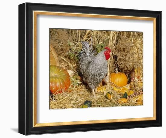 Dominique Breed of Domestic Chicken, Cock with Vegetables., USA-Lynn M. Stone-Framed Premium Photographic Print