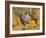 Dominique Breed of Domestic Chicken, Cock with Vegetables., USA-Lynn M. Stone-Framed Photographic Print