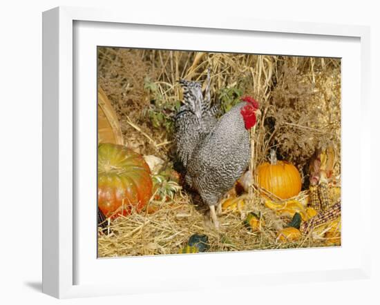 Dominique Breed of Domestic Chicken, Cock with Vegetables., USA-Lynn M. Stone-Framed Photographic Print