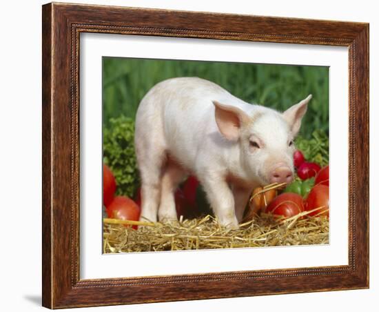 Domsetic Piglet with Vegetables, USA-Lynn M^ Stone-Framed Photographic Print