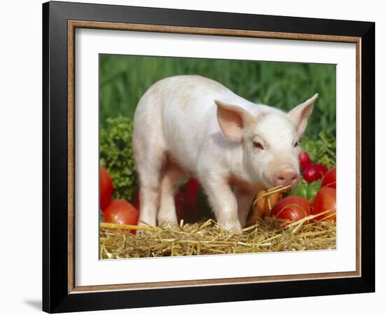 Domsetic Piglet with Vegetables, USA-Lynn M^ Stone-Framed Photographic Print