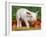 Domsetic Piglet with Vegetables, USA-Lynn M^ Stone-Framed Photographic Print