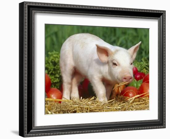 Domsetic Piglet with Vegetables, USA-Lynn M^ Stone-Framed Photographic Print