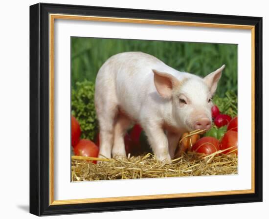 Domsetic Piglet with Vegetables, USA-Lynn M^ Stone-Framed Photographic Print
